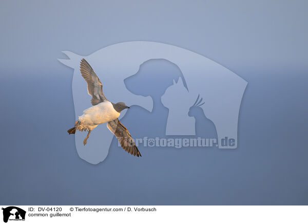 common guillemot / DV-04120
