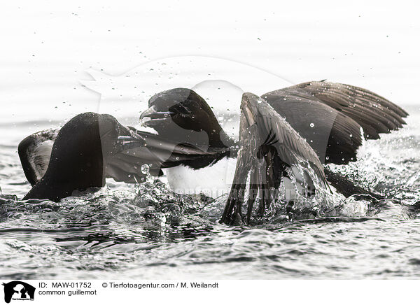 Trottellumme / common guillemot / MAW-01752