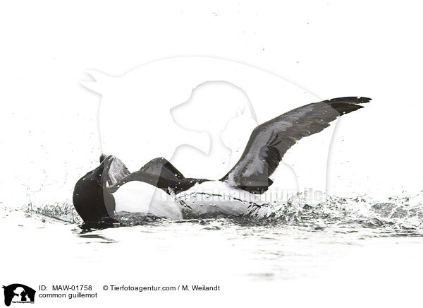 Trottellumme / common guillemot / MAW-01758