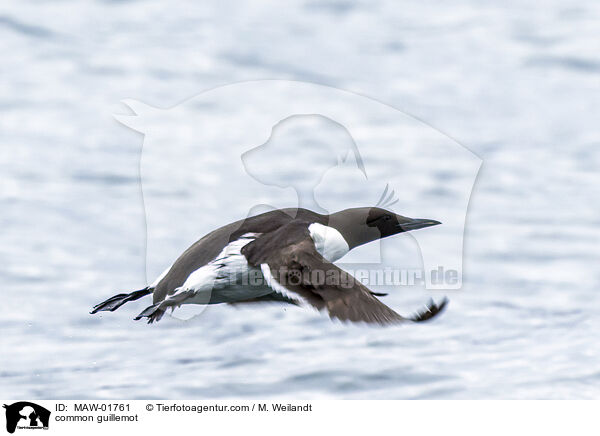 Trottellumme / common guillemot / MAW-01761