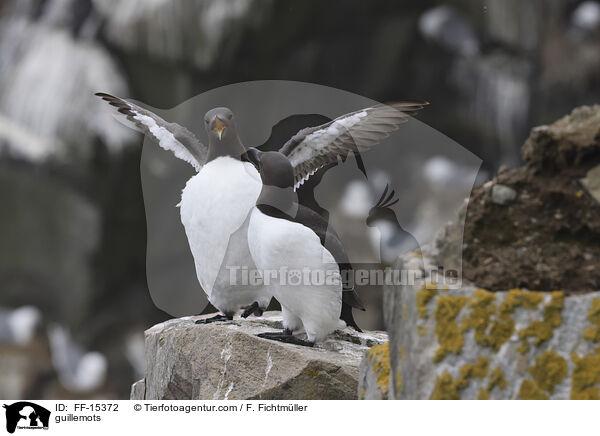 Trottellummen / guillemots / FF-15372