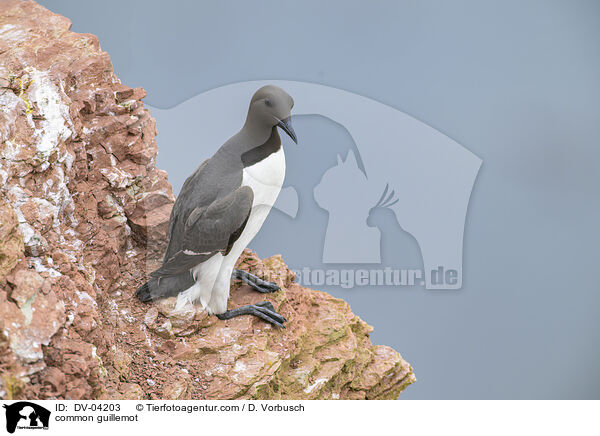 Trottellumme / common guillemot / DV-04203
