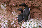 common guillemots