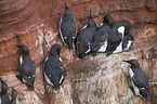 common guillemots