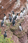 common guillemots