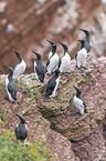 common guillemots