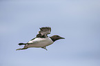 common guillemot