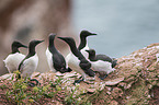 common guillemots