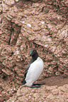 common guillemot