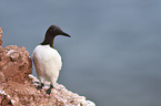 standing Common Guillemot