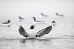 common guillemot