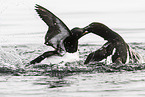 common guillemot