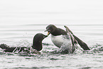 common guillemot