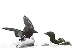 common guillemot