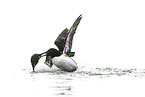 common guillemot