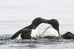 common guillemot