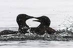 common guillemot