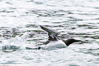 common guillemot