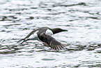 common guillemot