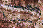 Common guillemot