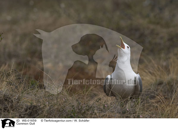 Sturmmwe / Common Gull / WS-01659