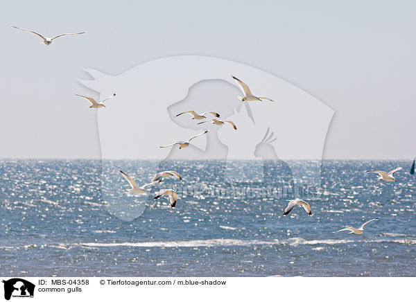Sturmmwen / common gulls / MBS-04358