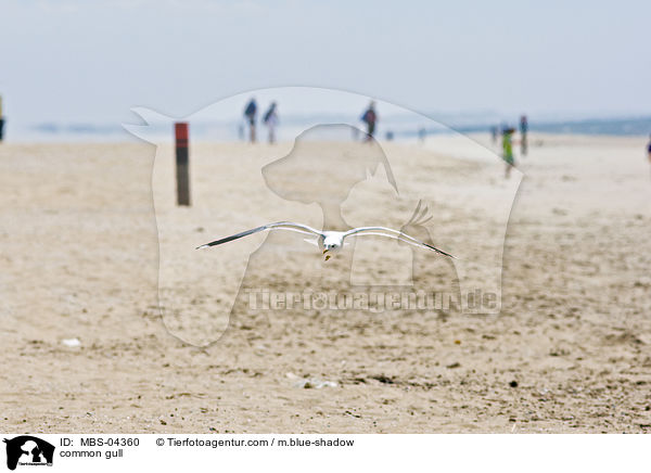 Sturmmwe / common gull / MBS-04360