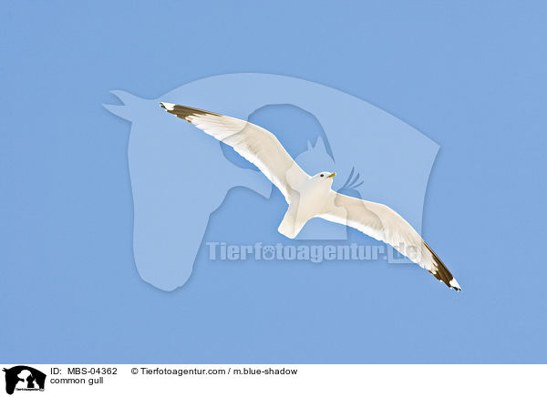 Sturmmwe / common gull / MBS-04362