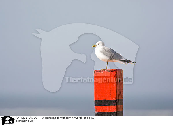 Sturmmwe / common gull / MBS-05720