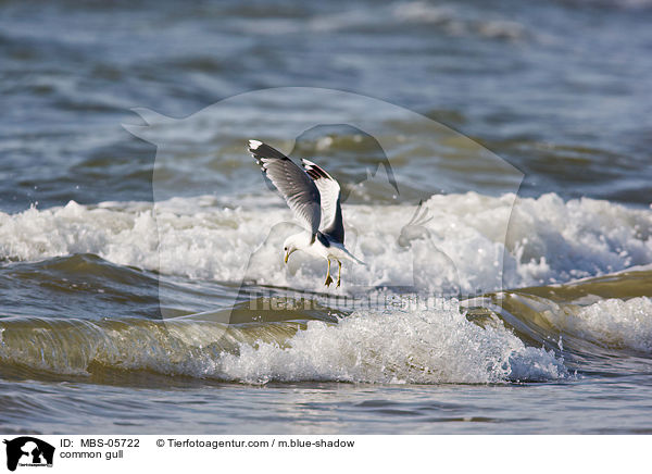 Sturmmwe / common gull / MBS-05722