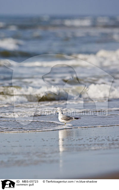 Sturmmwe / common gull / MBS-05723