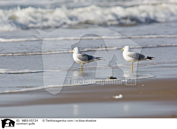 Sturmmwen / common gulls / MBS-05724