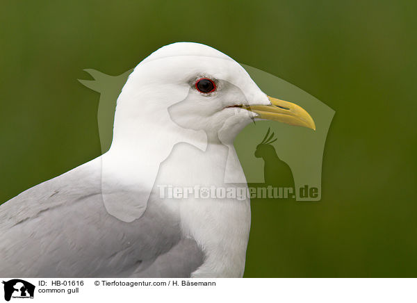 Sturmmwe / common gull / HB-01616