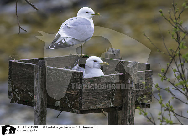 Sturmmwen / common gulls / HB-01909