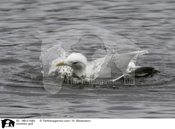 Sturmmwe / common gull / HB-01980