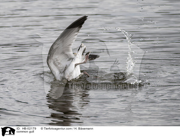Sturmmwe / common gull / HB-02179