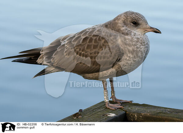 Sturmmwe / common gull / HB-02206