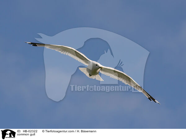 common gull / HB-02322