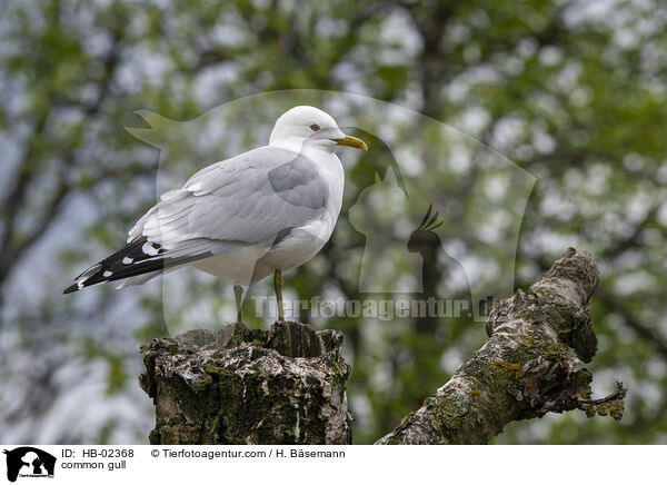 common gull / HB-02368