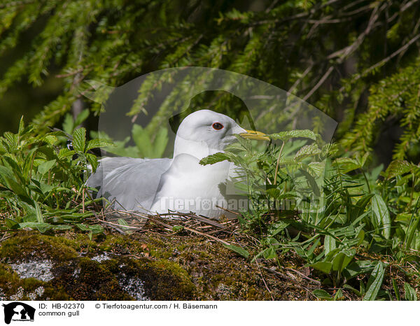 common gull / HB-02370