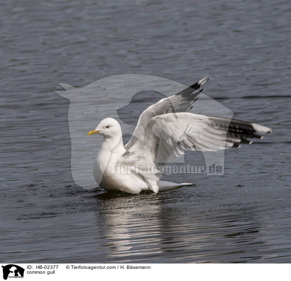 common gull / HB-02377