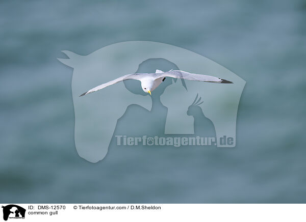 Sturmmwe / common gull / DMS-12570