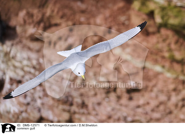Sturmmwe / common gull / DMS-12571