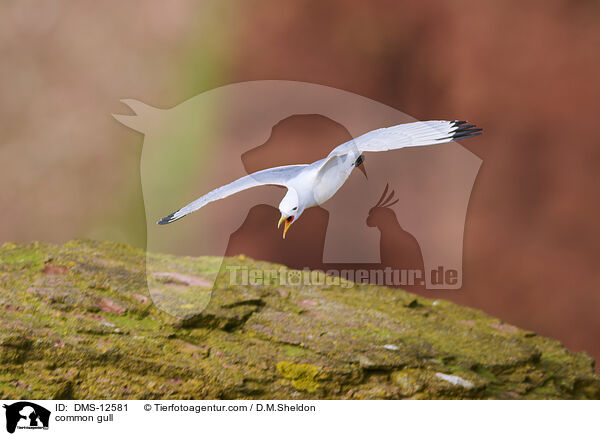 Sturmmwe / common gull / DMS-12581