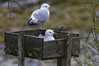 common gulls