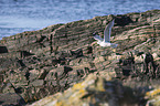 common gull