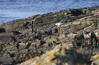 common gull