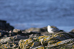 common gull