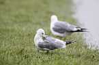 common gulls