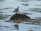common gull